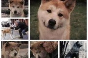 娱乐吃瓜酱怕狗大哥